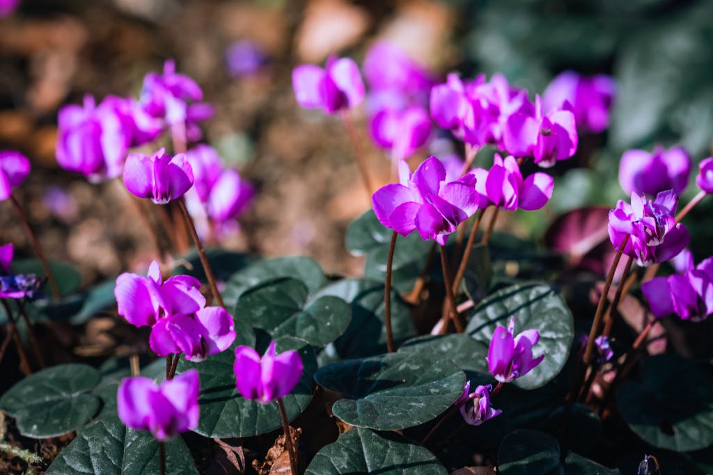 A close up view of a cluster of pink cyclamen.