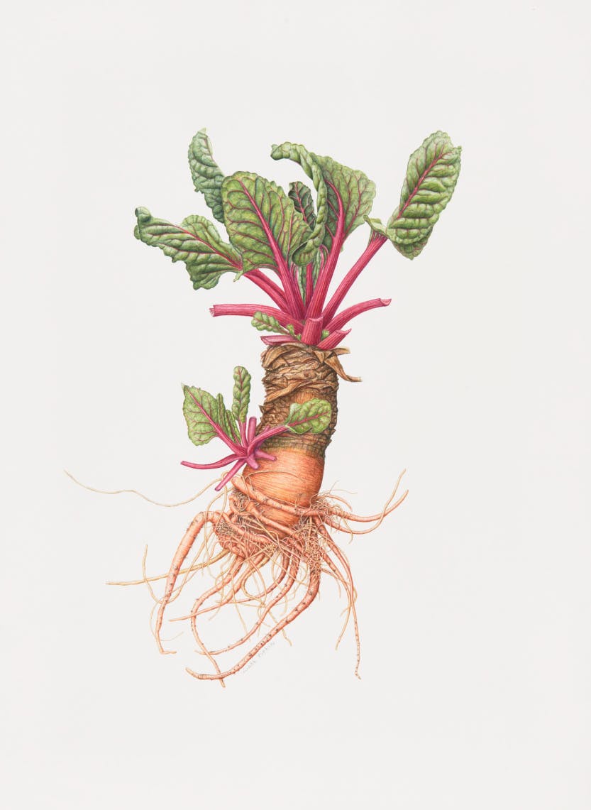 A watercolour of Beta vulgaris (Pink Passion chard) by Linda Pitkin (active 2012. Depicting the form, colour and detail of the plant species.

The artist is a member of the Hampton Court Palace Florilegium Society. The society creates botanical illustrations of the plants growing in the gardens and glasshouses at the palace.