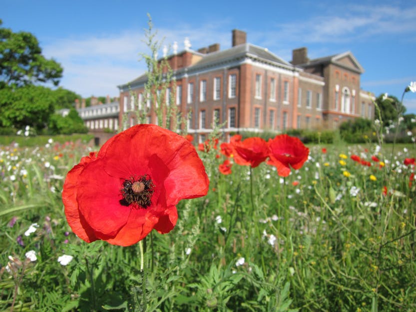 The East Front Gardens wildflower meadow, showing a close up view of red poppies (Papaver rhoeas), 2 July 2019. Looking north-west towards the East and South Fronts.