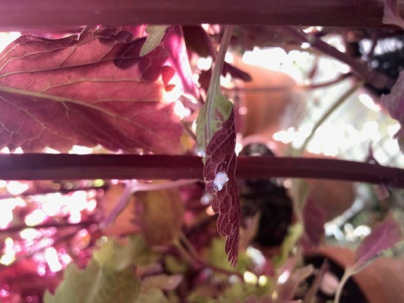 A persistent garden pest at Hampton Court Palace is the mealybug. Showing a close up of a mealybug in a plant crevice.