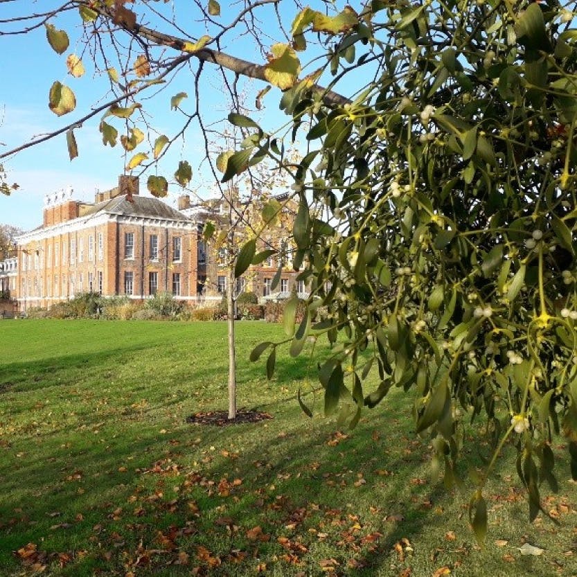 A close view of mistletoe growing in the gardens at Kensington Palace, 2019.