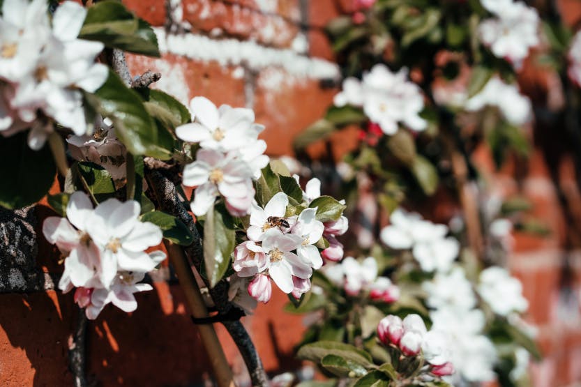 White spring blossom growing up a brick wall