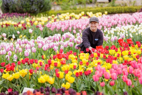 Tulip Festival, Hampton Court Palace