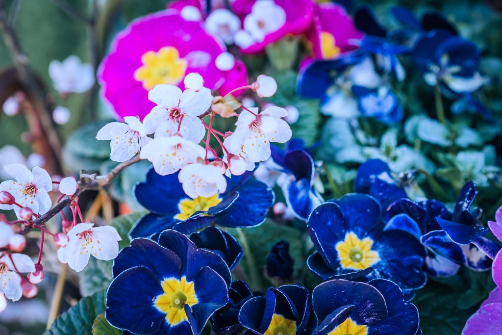 A close up of clusters of purple and pink Primulas (primroses).