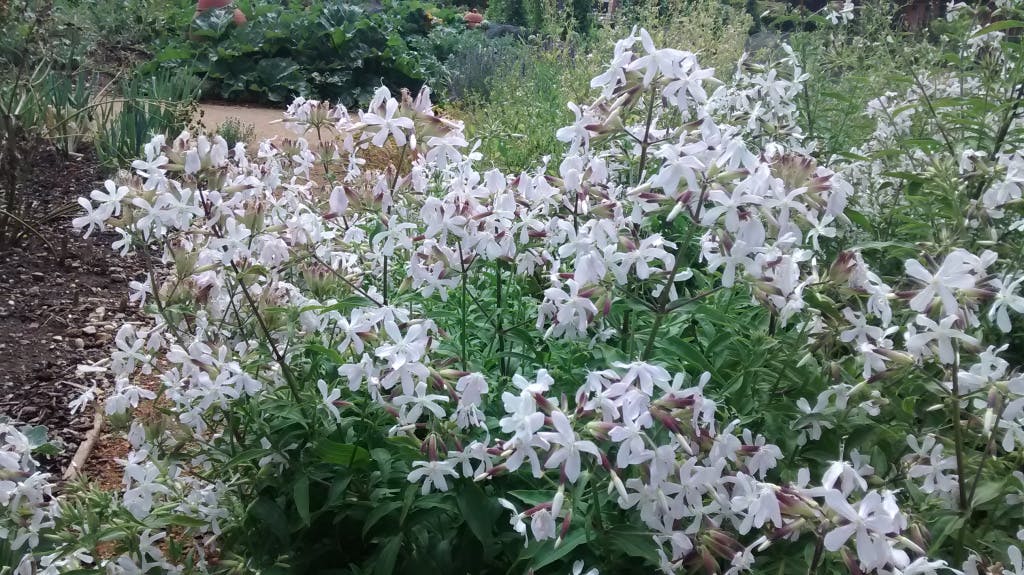 Soapwort growing in the Kitchen Garden at Hampton Court Palace.