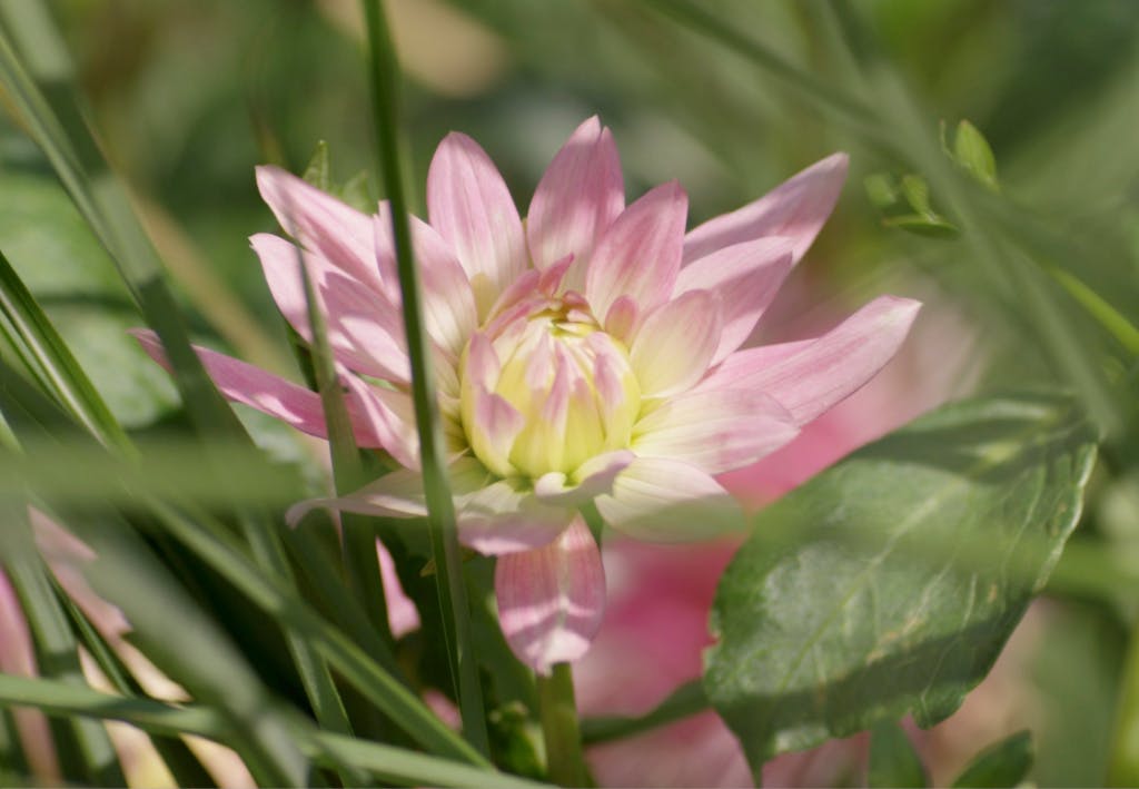 Fimbriated dahlia- Dahlias at Hampton Court Palace.