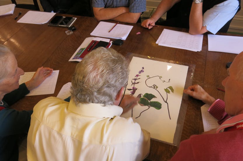 An inspection of botanical watercolours, on both paper and vellum, painted by the Hampton Court Florilegium society.