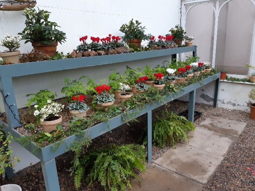 The Glasshouse, showing a winter display of plants on metal shelving, including Gaultheria, cyclamen and maiden hair ferns.