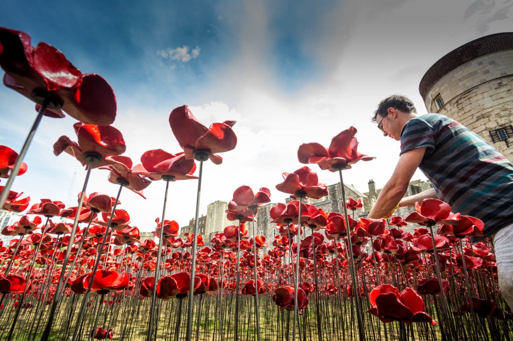 Installation artist Tom Piper at work placing some of the ceramic poppies that appeared around the Tower of London over the summer of 2014. Over 800,000 of the poppies formed a major art installation marking the centenary of the First World War.