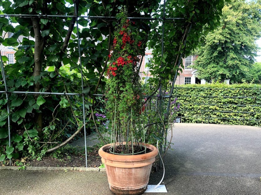 Tropaeolum Speciosum in the walkways around the Sunken Garden: Victorian plants at Kensington Palace, 2019