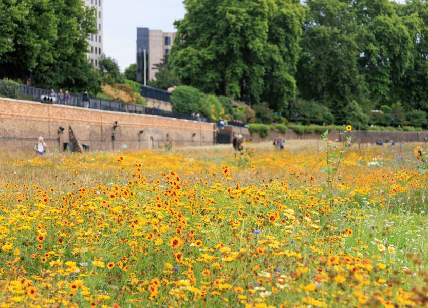 The moat at the Tower of London filled with flowers and visitors, in contrast to the stone battlements and glass skyscrapers of the city. Sunflowers are particularly prevalent in these images, stretching above the field of flowers towards the sun.