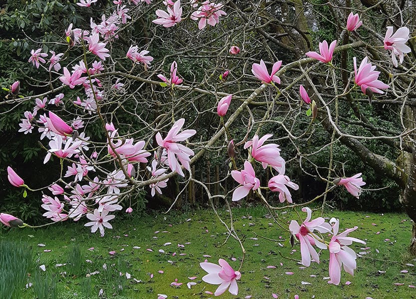 An image of a pink magnolia plant.