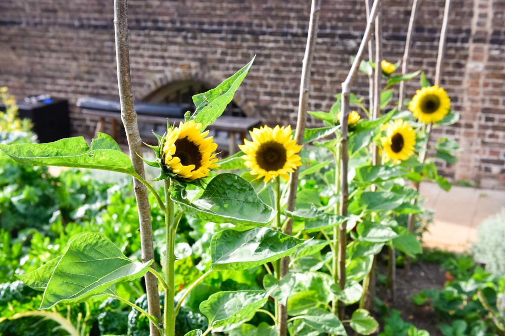 Promo event at Kew Palace - Savour the Sights of Kew. Sunflowers in the Kitchen Garden where a drinks reception is to be held.