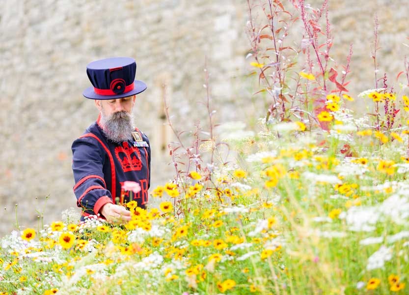 Yeoman Warder looking at blooms of yellow, white and red flowers in the moat.