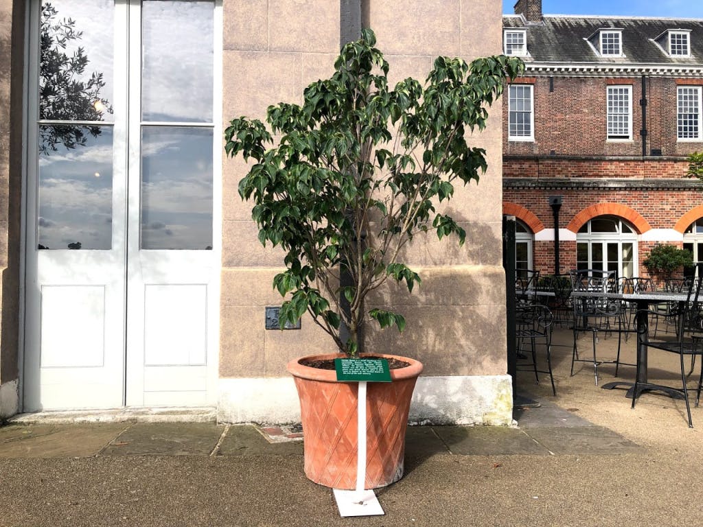 Cornus kousa beside Kensington Palace : Victorian plants at Kensington Palace, 2019.