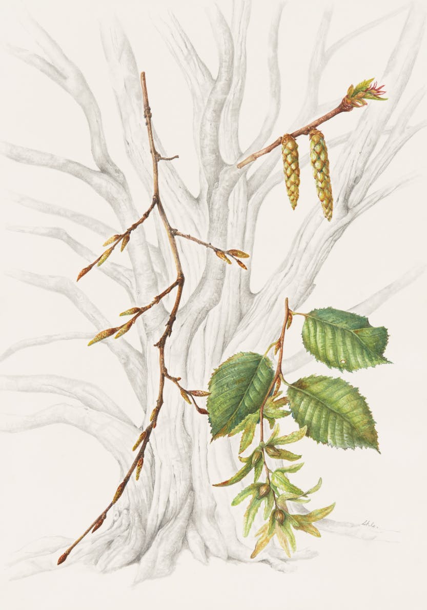 A watercolour of Carpinus betulus (Common Hornbeam) (2018) by Susan Conroy. Depicting the form, colour and detail of the plant species.

The artist is a member of the Hampton Court Palace Florilegium Society. The society creates botanical illustrations of the plants growing in the gardens and glasshouses at the palace.