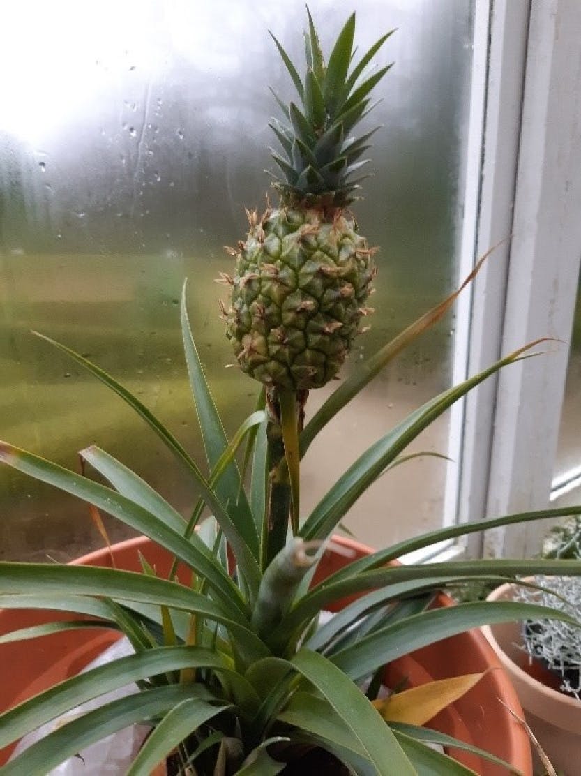The Glasshouse, showing a pineapple, with the pot wrapped in bubble wrap for insulation.
