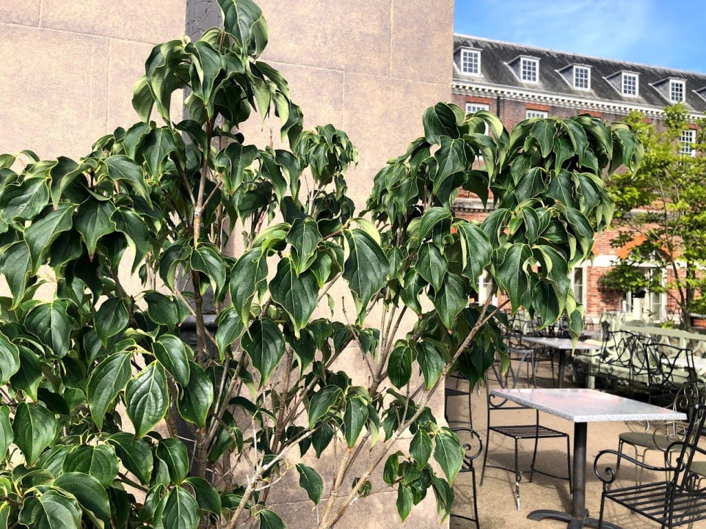 Cornus kousa beside Kensington Palace : Victorian plants at Kensington Palace, 2019.