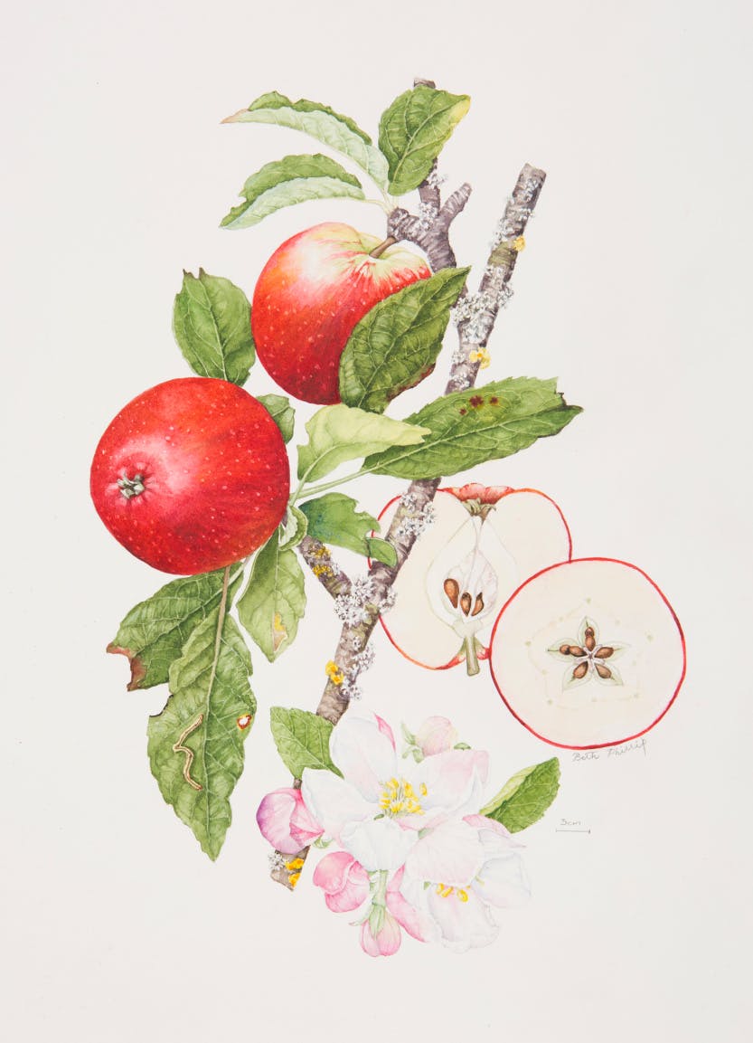 A watercolour of Malus domestica ('Worcester Pearmain apple') (2017) by Beth Phillips. Depicting the form, colour and detail of the plant species.