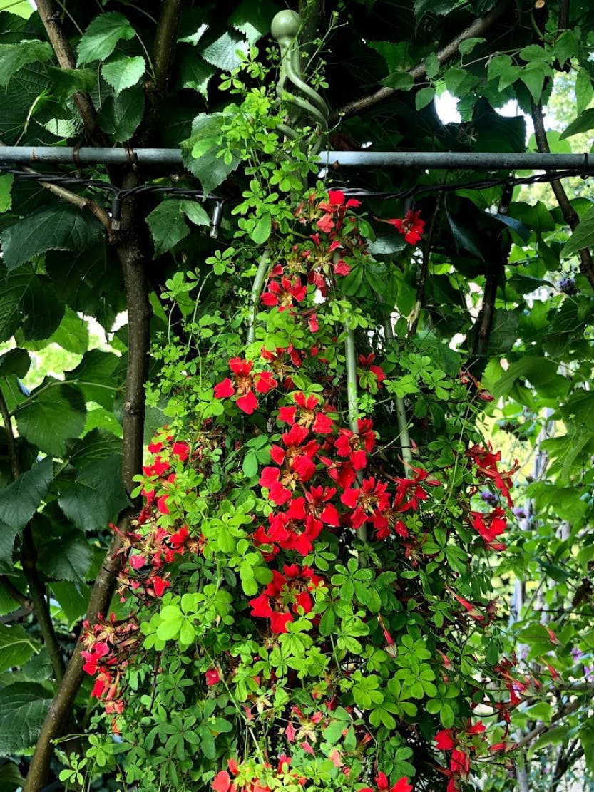 Tropaeolum Speciosum -close up.  Victorian plants at Kensington Palace, 2019.