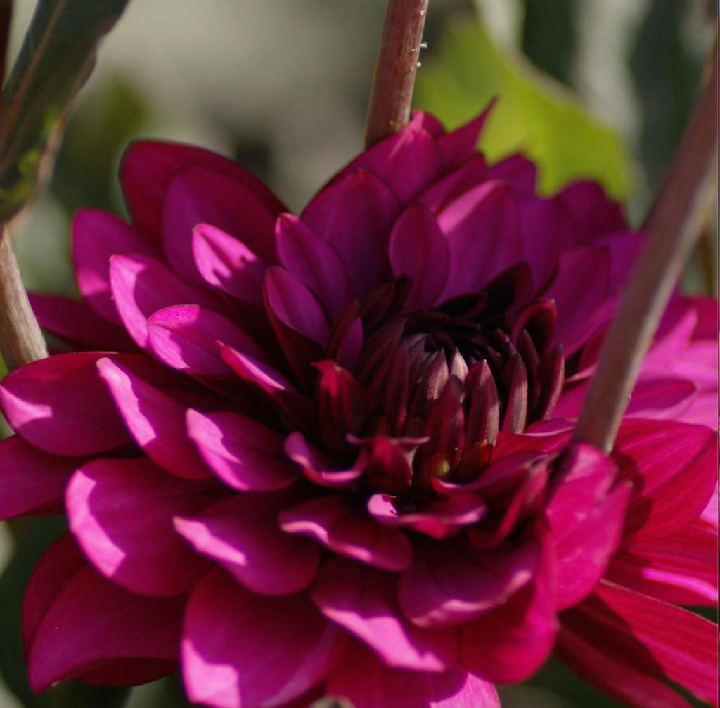 Waterlily Dahlia- Dahlias at Hampton Court Palace.