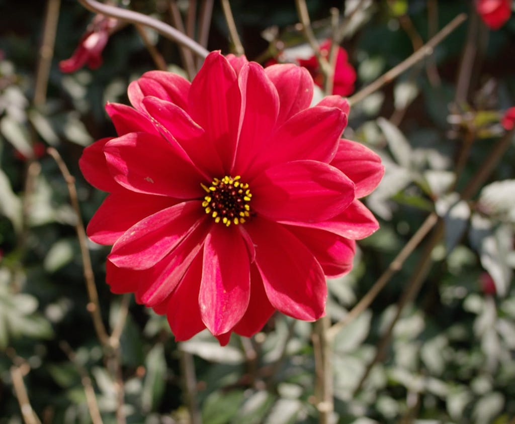 Peony dahlia-Dahlias at Hampton Court Palace.