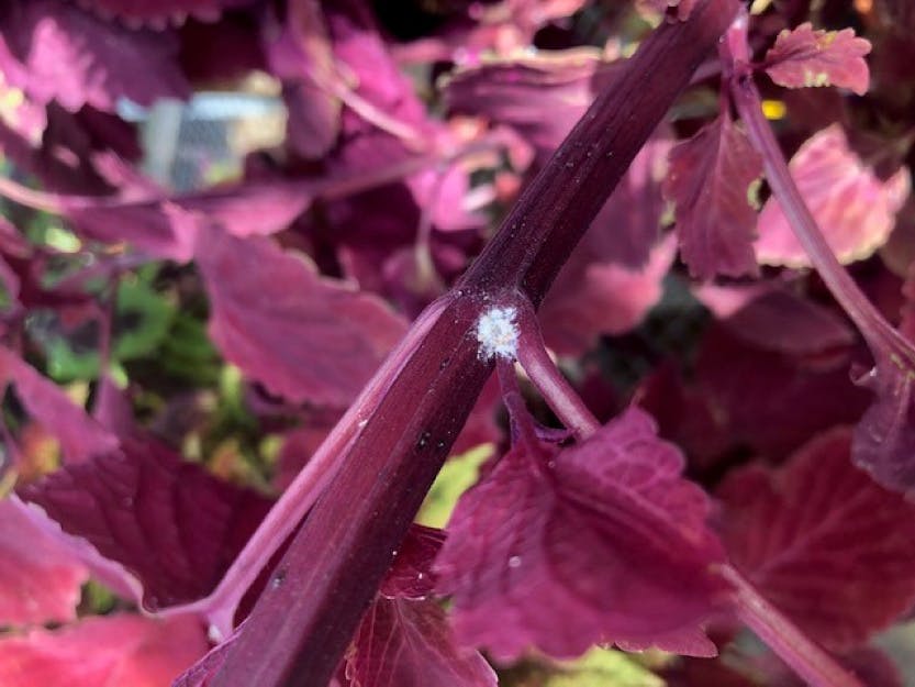 A persistent garden pest at Hampton Court Palace is the mealybug. Showing a close view of a mealybug under a leaf.