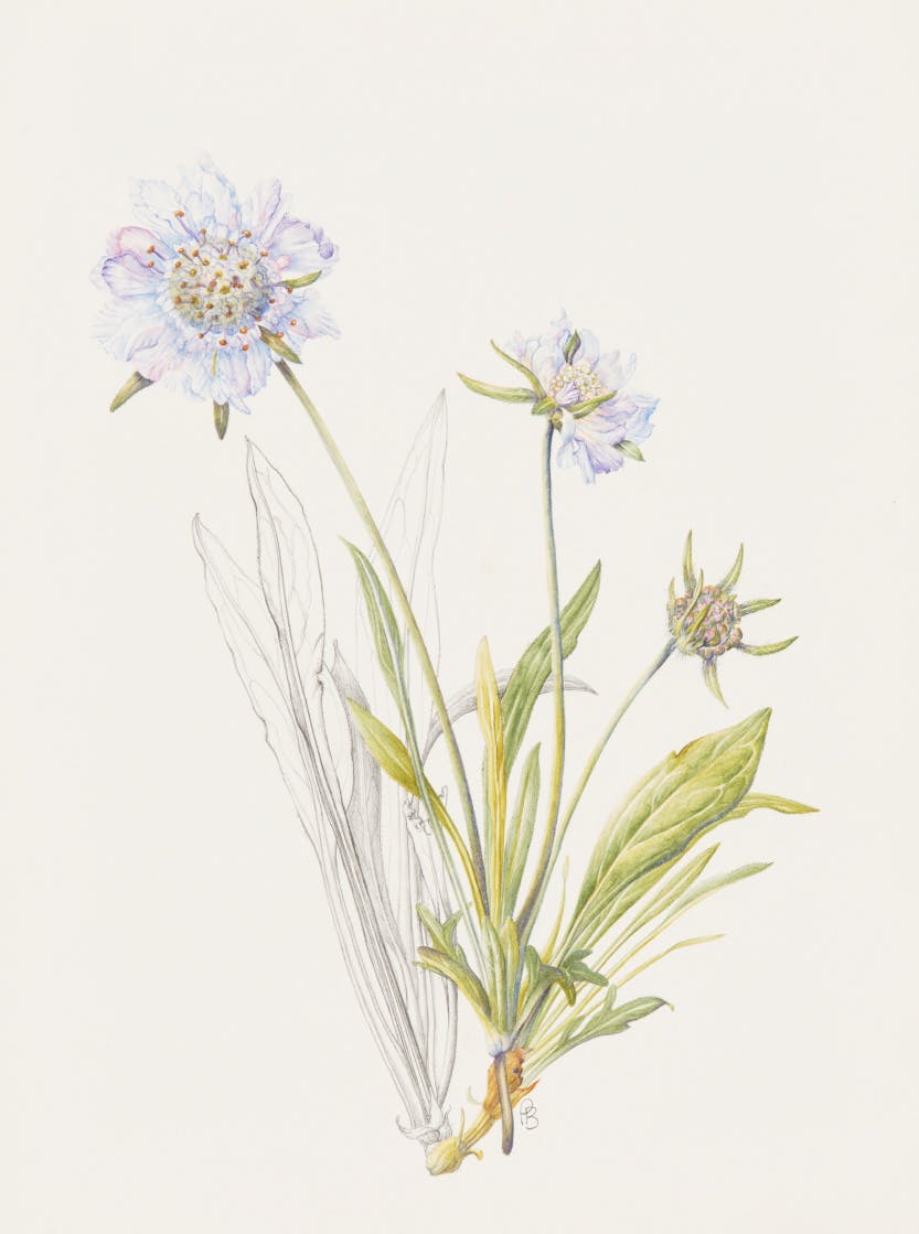 A watercolour of Scabiosa cretica (Cretan Scabious) (2018) by Pearl Bostock. Depicting the form, colour and detail of the plant species.

The artist is a member of the Hampton Court Palace Florilegium Society. The society creates botanical illustrations of the plants growing in the gardens and glasshouses at the palace.