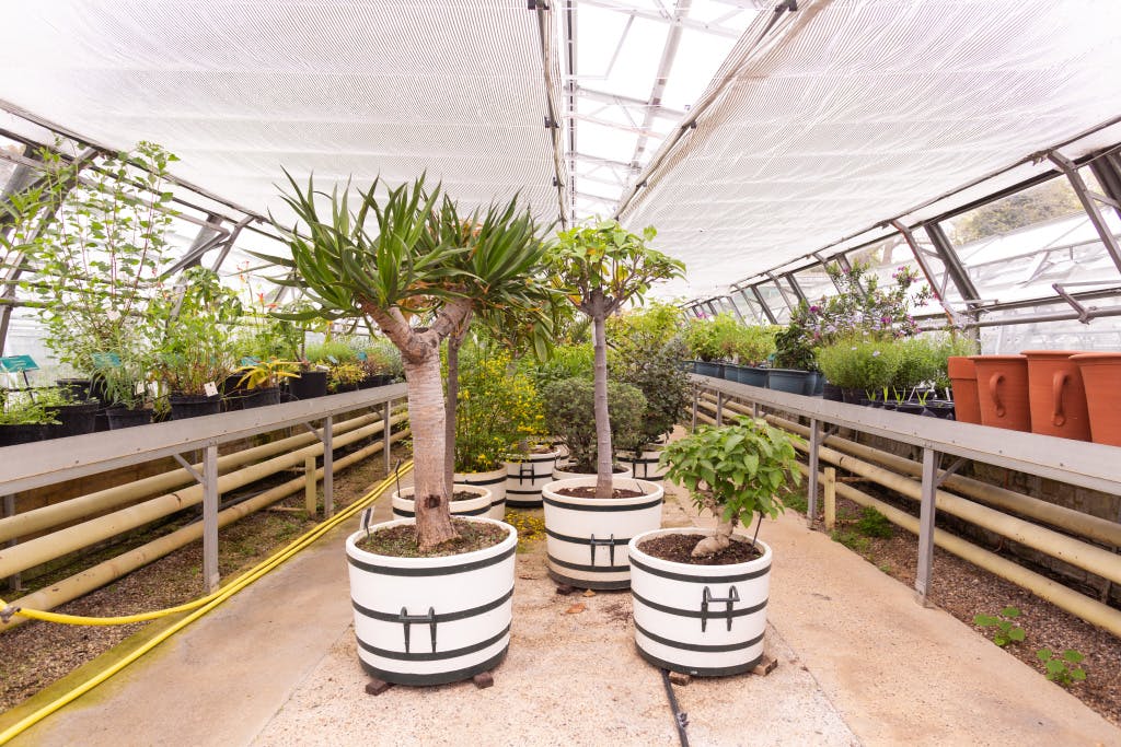 Planting in the nurseries at Hampton Court Palace, including the citrus collection, The National Collection of Queen Mary II Exoticks and other National Collections