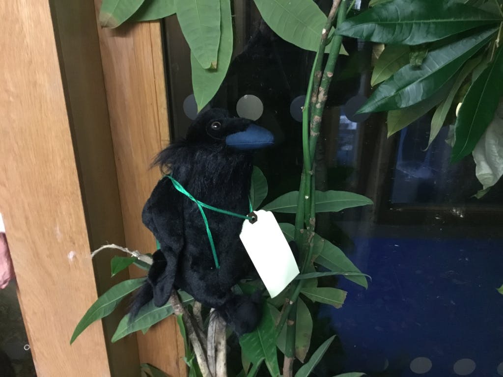 image of stuffed raven toy
