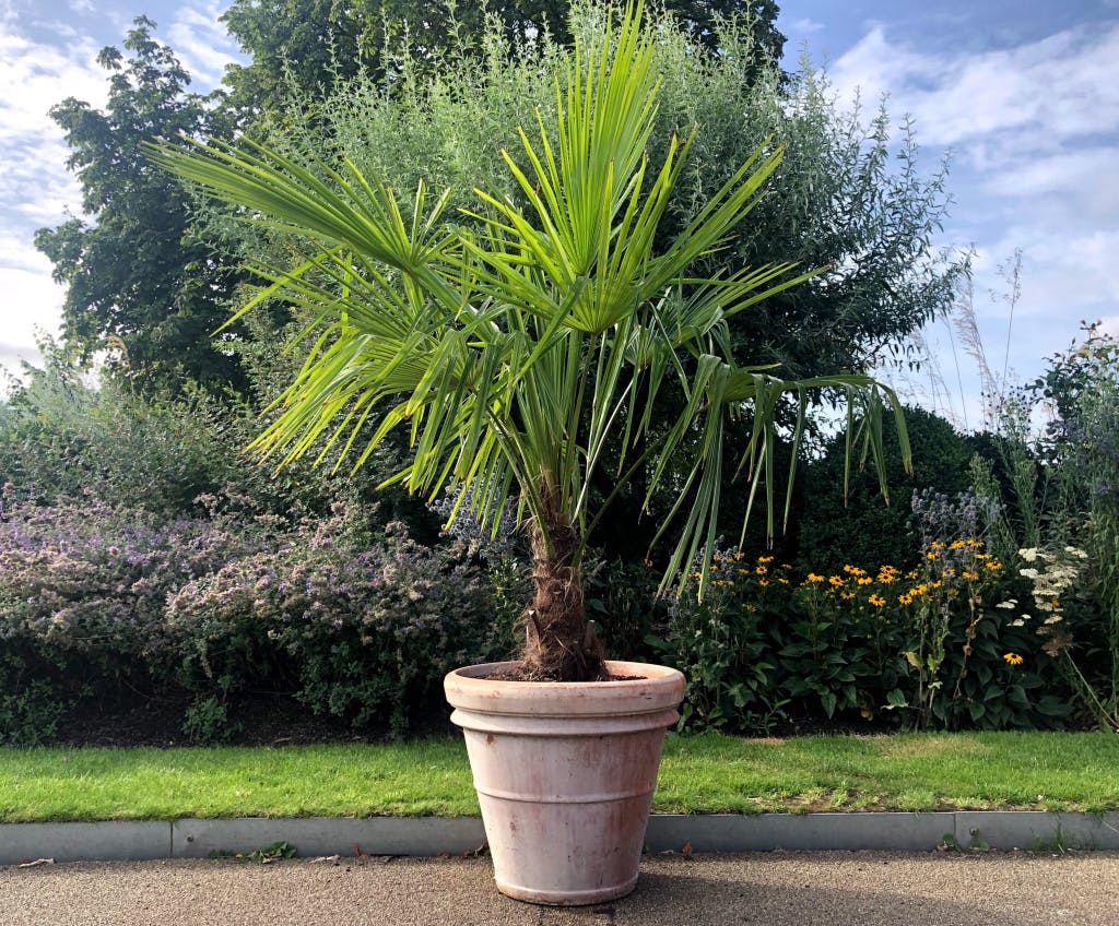 Trachycarpus fortunei in the gardens at Kensington Palace- Victorian plants at Kensington Palace, 2019.