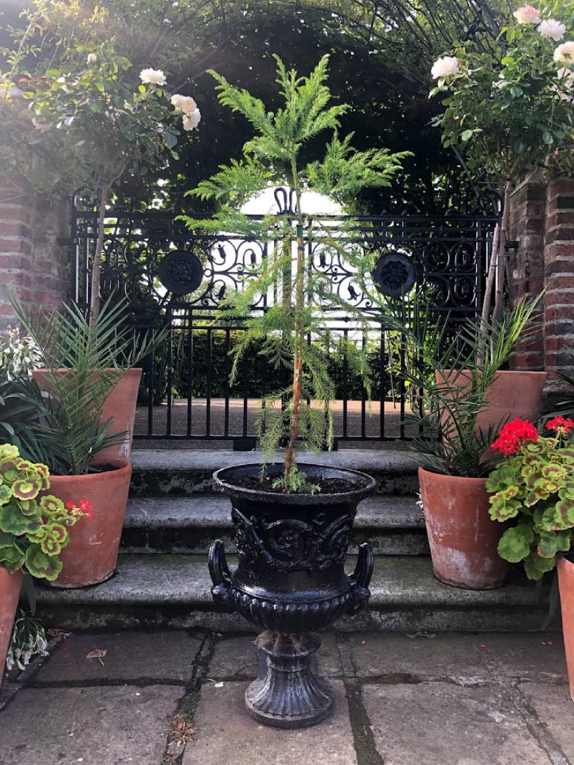 Cyrptomeria Japonica in the Sunken Garden: Victorian plants at Kensington Palace, 2019.