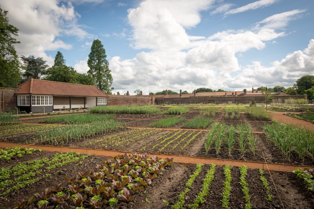 The Kitchen Garden looking south, 4 June 2014. Showing an overview of the vegetable plots set out in a grid pattern.