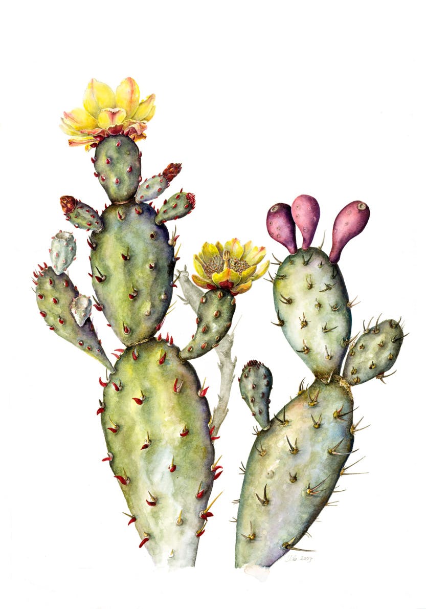 A watercolour of Opuntia Vulgaris (Prickly Pear) by Susan Conroy. Depicting the form, colour and detail of the plant species. Painted on a white background.