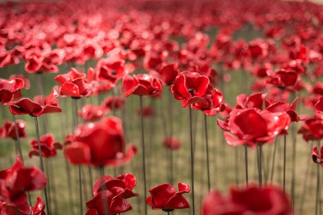 tower of london poppies birds eye view