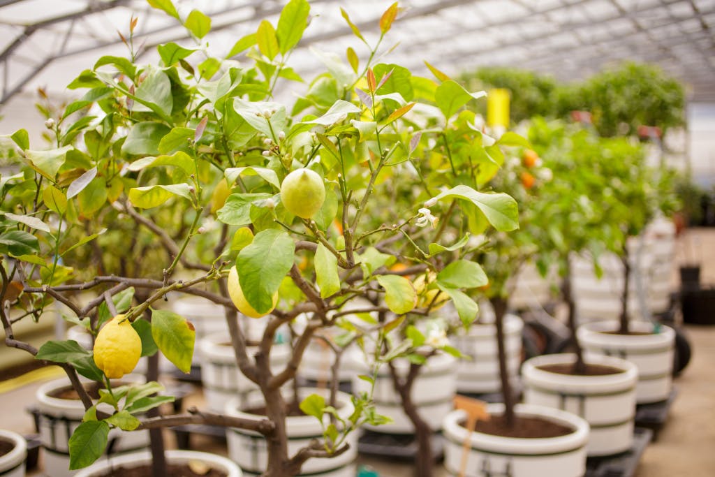 Citrus lemon - Queen Mary II Exoticks in the nurseries at Hampton Court Palace. Showing lemon fruit hanging from trees in a large greenhouse