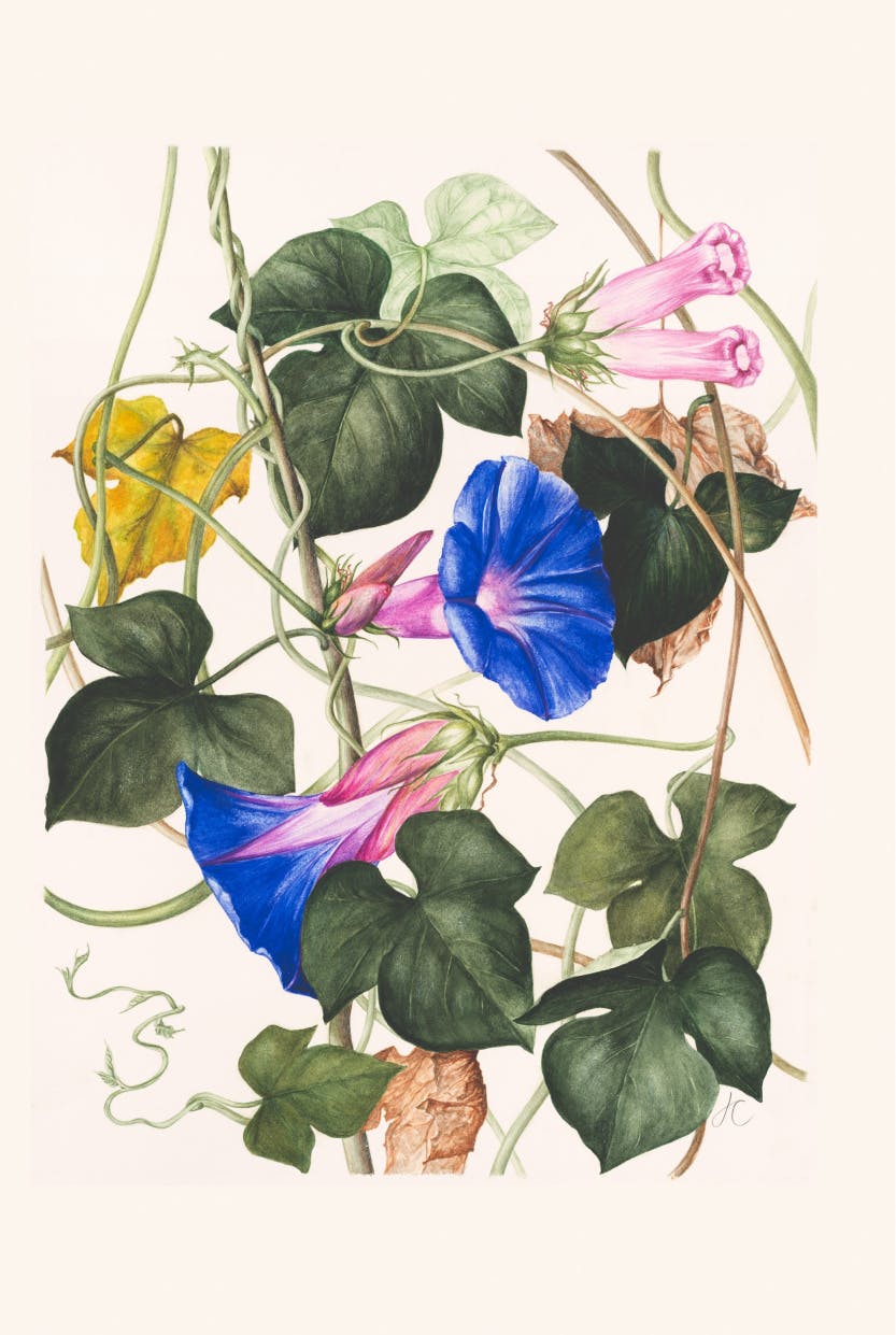 A watercolour of Ipomoea indice 'variegatum' (Porter's Joy) by Jackie Copeman. Depicting the form, colour and detail of the plant species.

The artist is a member of the Hampton Court Palace Florilegium Society. The society creates botanical illustrations of the plants growing in the gardens and glasshouses at the palace.