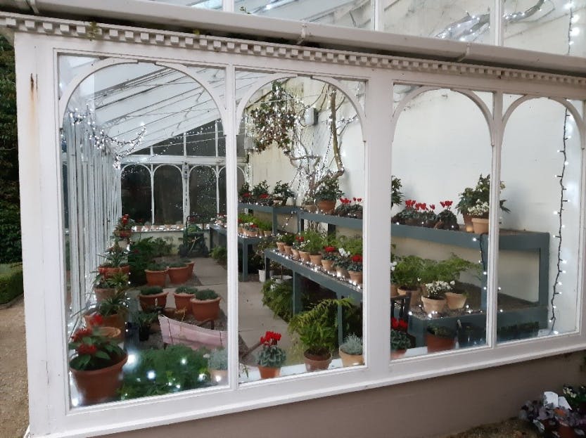 The Glasshouse, looking through the glasshouse window at a festive winter display of plants with fairy lights.