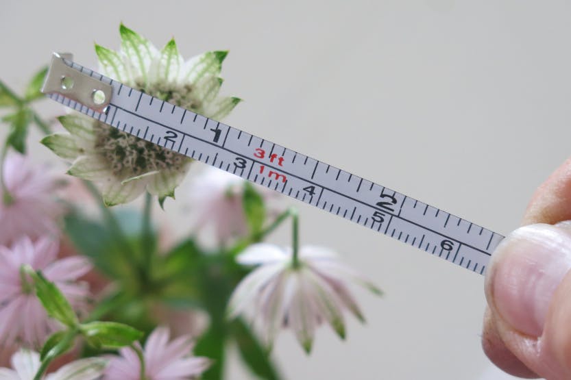 Florimania botanical painting session in July 2018. Showing a close view of a hand holding a tape measure up to a flower.