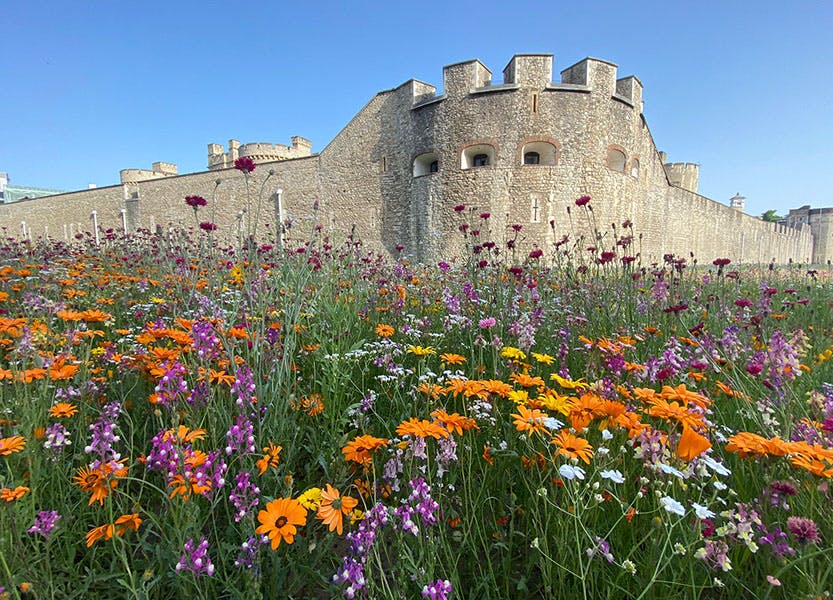 Tower of London Superbloom flowers in the moat web masthead