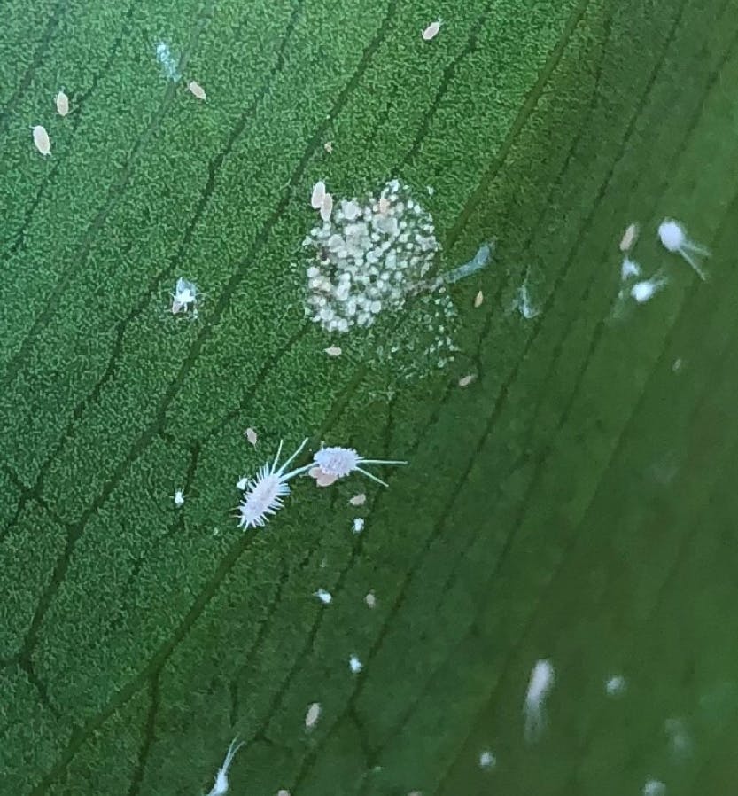 A persistent garden pest at Hampton Court Palace is the mealybug. Showing a close up of a mealybug on a plant.