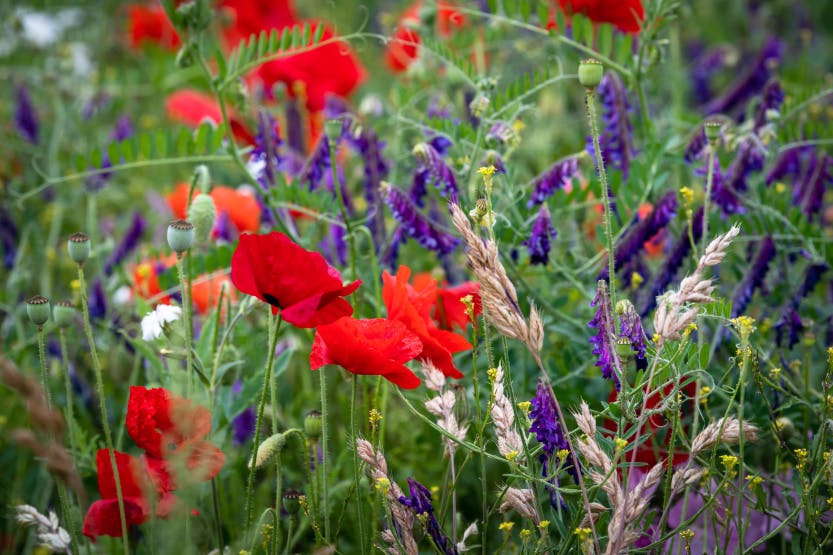 Close up of summer flowers in the Wildflower Meadow, including red poppies.